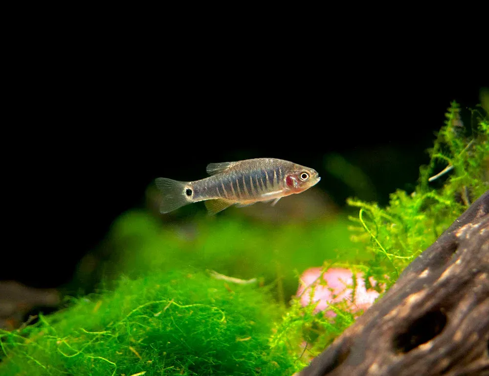 Imagem do Danio Esmeralda